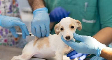 İzmir'in ilk kamu hayvan hastanesi Seyrek'e