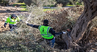 Buca Onat Tüneli’nin güzergâhındaki ağaçlar koruma altında