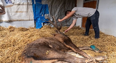 Yaralı geyik İzmir Doğal Yaşam Parkı’nda