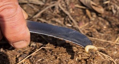 İzmir’de kestane kanseri ile mücadele sürüyor