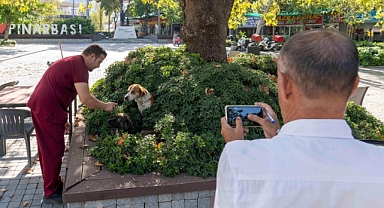 15 Bin Sahipsiz Köpek Tespit Edildi