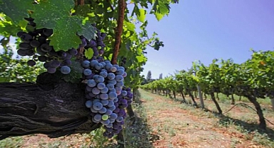 İzmir bağcılık mirasını koruyan Iter Vitis Rotası’na katıldı