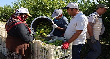 Mandalina ihracatında Ekim bereketi
