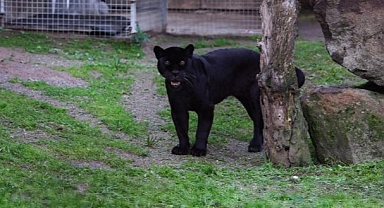Doğal Yaşam Parkı’nın jaguarı Juliet yaşama veda etti