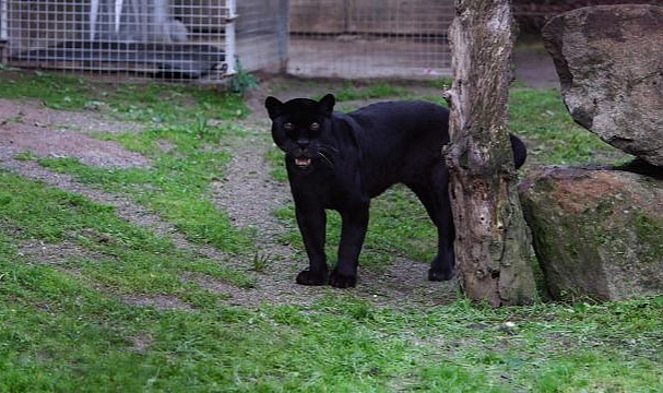 Doğal Yaşam Parkı’nın jaguarı Juliet yaşama veda etti