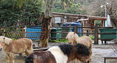 İzmir’de yağmur suyu hasadı yaygınlaşıyor